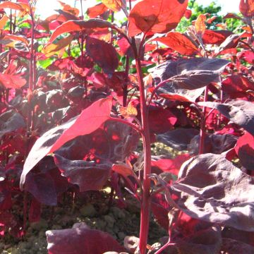 Gartenmelde-Samen, rot - Rarität / alte Gemüsesorte