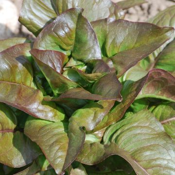 Salat-Samen, Romana - Hirschzunge Rot
