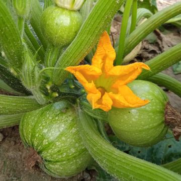 Zucchini-Samen, rund - Tondo chiaro di Nizza