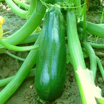 Zucchini-Samen - Zuboda