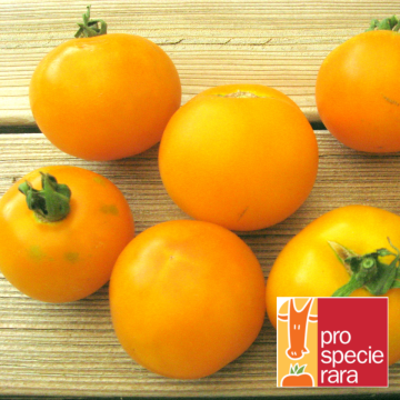 Tomatensamen - Goldene Königin