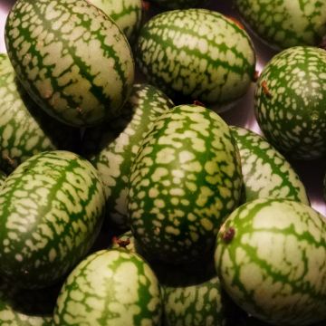 Minigurken-Samen - Mexikanische