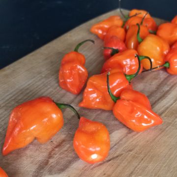 Chilisamen Habanero - Big Sun