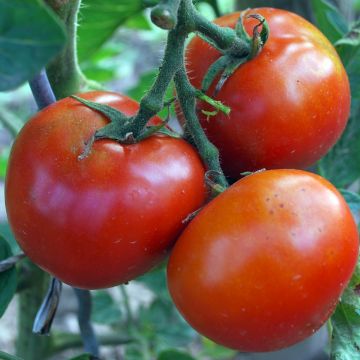 Tomatensamen - Hellfrucht Frühstamm