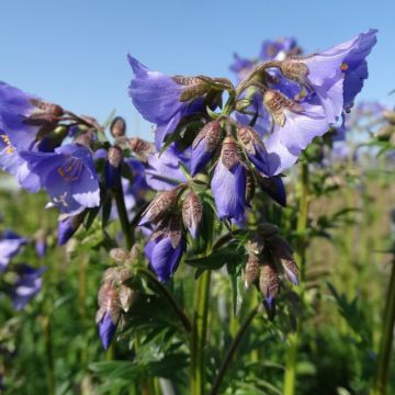 Blaue Jakobsleiter-Samen