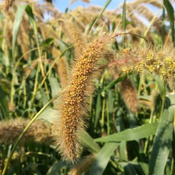 Kolbenhirse-Samen - Futterpflanze
