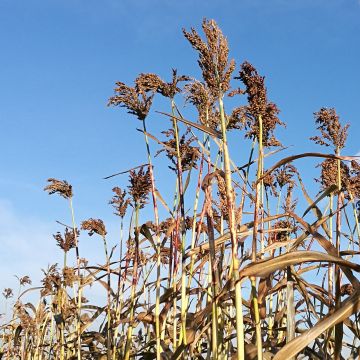 Zuckerhirse-Samen - Sorghumhirse