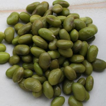 Edamame-Sojabohnen-Samen - Hokkai Black