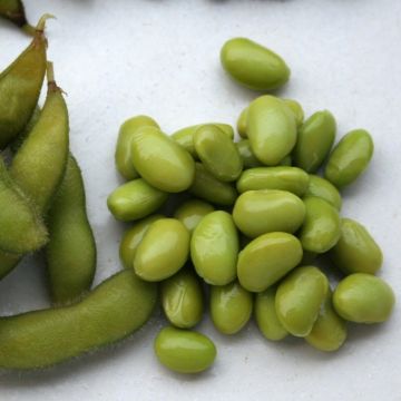 Edamame-Sojabohnen-Samen - Hokkai Green