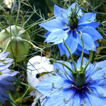 Jungfer im Grünen-Samen - hellblau - Zierpflanze