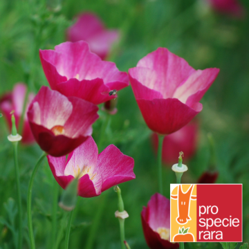 Goldmohn-Samen - Karminkönig