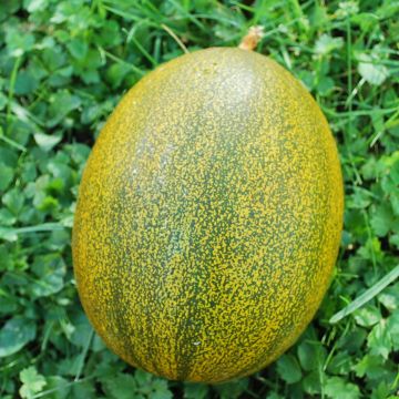Zuckermelonen-Samen - Kolchosnitza