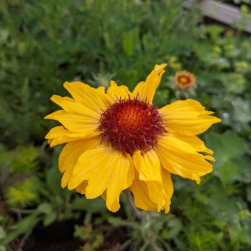 Kokardenblumen-Samen