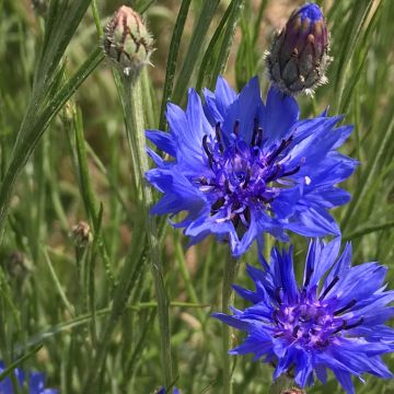Kornblumen-Samen blau - Zierpflanze