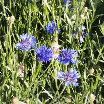 Kornblumen-Samen blau - Zierpflanze