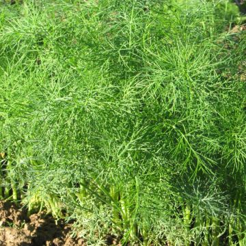 Dill-Samen - Würzkraut