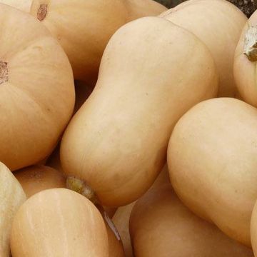 Moschuskürbis-Samen - Butternut