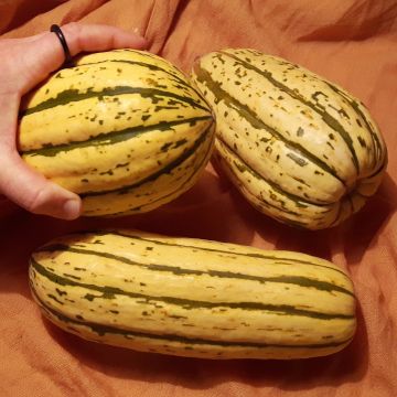 Kürbis-Samen - Delicata