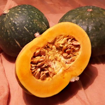 Hokkaido-Kürbis-Samen - Grüner