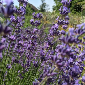 Lavendel-Samen