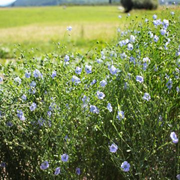 Lein-Samen - Blau