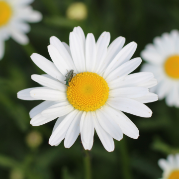 Wiesen-Margerite-Samen