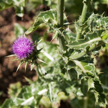 Mariendistel-Samen - Zierpflanze