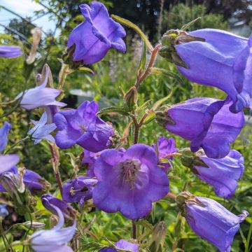 Glockenblumen-Samen, Marien-