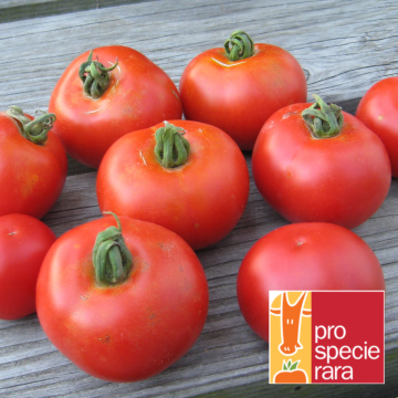 Tomatensamen - Matina