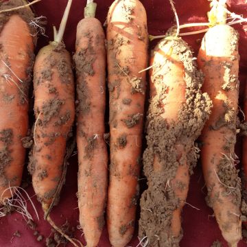 Möhren-Samen - Milan