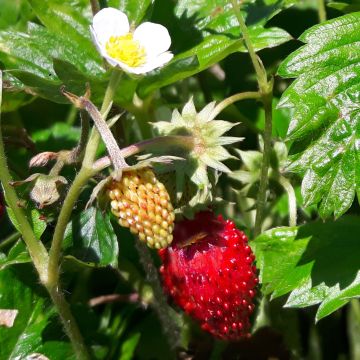 Monatserdbeere-Samen - Rügen