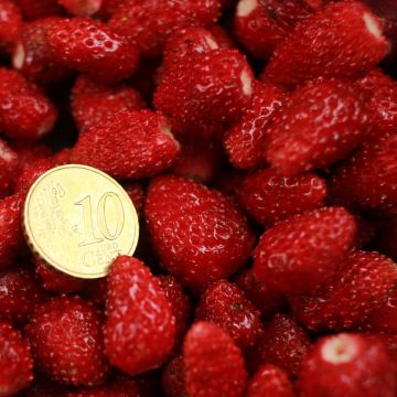 Monatserdbeere-Samen - Rügen