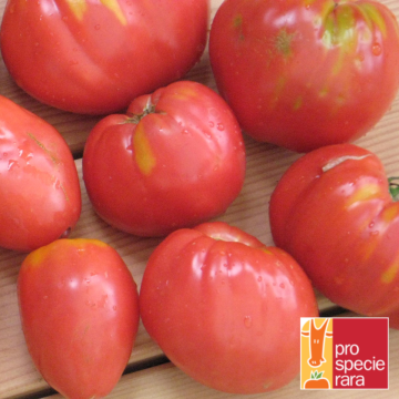 Fleischtomatensamen - Ochsenherz