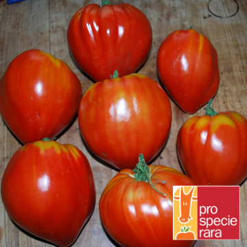 Fleischtomatensamen - Ochsenherz Rot