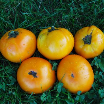 Fleischtomatensamen - Orange Bulgarische