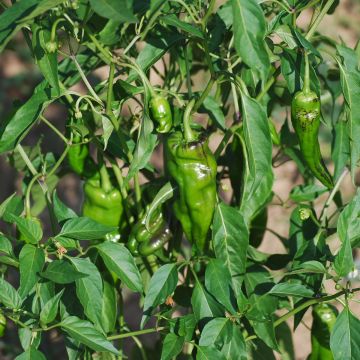 Chilisamen - Padron