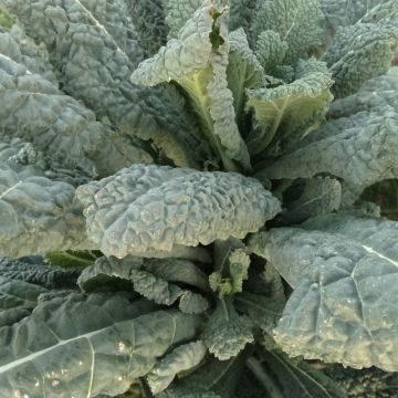 Palmkohl-Samen - Negro Romano