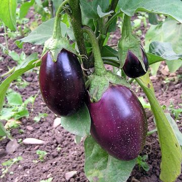 Aubergine-Samen violett - Pana Corbului 36