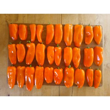 Paprikasamen - Lunchbox Orange