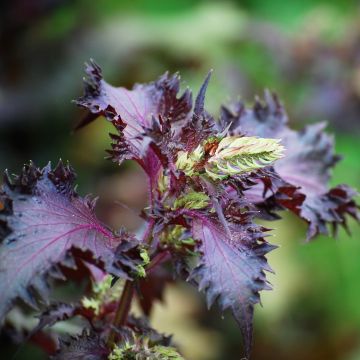 Perilla-Samen - Shiso Rot