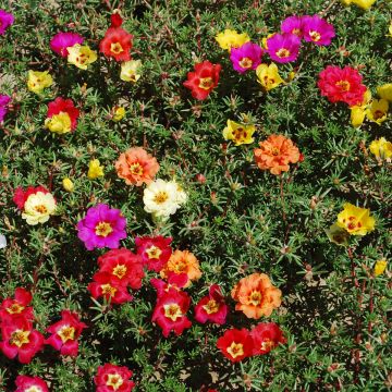 Portulakröschen-Samen - Bunt