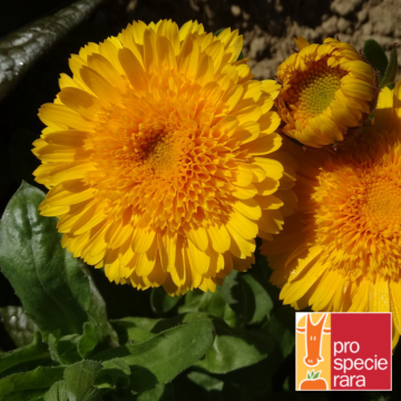 Ringelblumen-Samen, gefüllt - Princess Golden