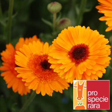 Ringelblumen-Samen - Princess orange Black Center