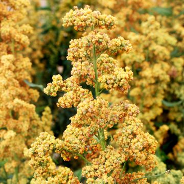 Quinoa-Samen - Dave 407