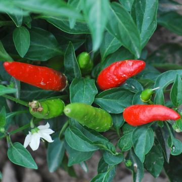 Chilisamen - Rawit