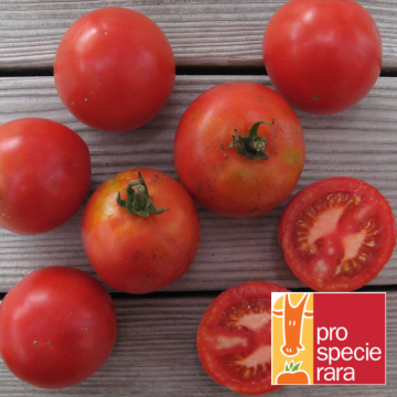 Tomatensamen - Rheinlands Ruhm