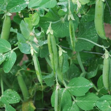 Palerbsen-Samen - Rheinperle