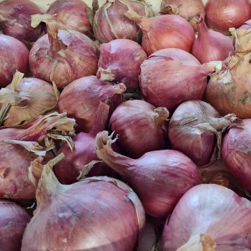 Zwiebel-Samen, Gemüse - Rosa Lotte