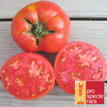 Fleischtomatensamen - Saint Pierre