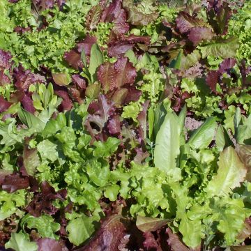 Schnittsalat-Samen, Mischung - Bunt